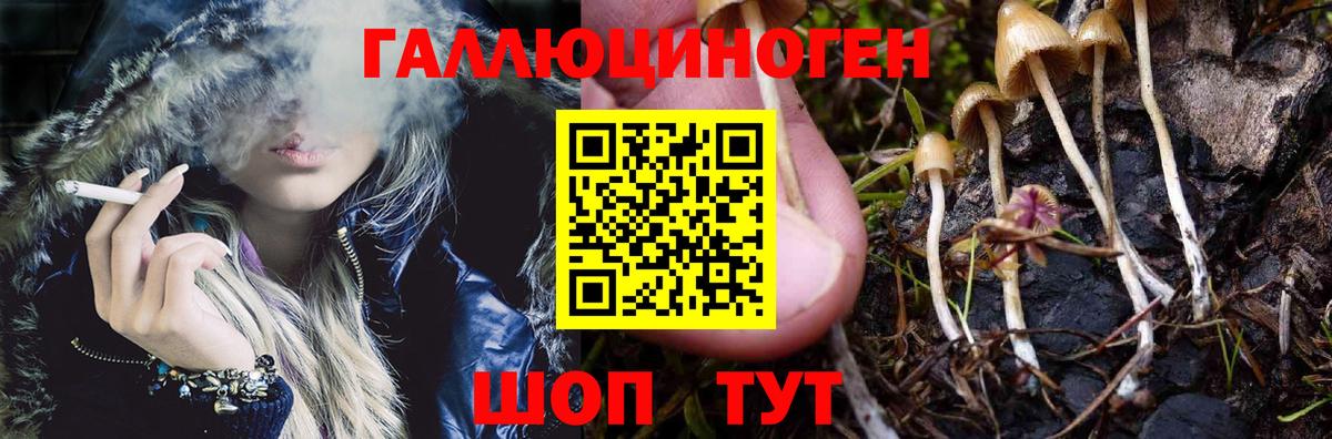 Знаменск  Псилоцибиновые грибы GOLDEN TEACHER  Псилоцибиновые грибы мицелий  купить   Вход с VPN 
